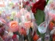 « Une rose, un espoir »  : 17 000 roses prêtes à être distribuées ce week-end par les motards