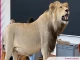Vidéo. Espèces protégées : un lion et d'autres spécimens remis par la Justice au Muséum aquarium de Nancy