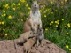 Chiens de prairie, coyotes... Un boom des naissances au Parc Animalier de Sainte-Croix