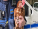 Nancy : la police municipale recueille une poule égarée