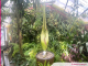 Villers-lès-Nancy. Une nouvelle floraison de l’Arum titan attendue au Jardin botanique Jean-Marie Pelt