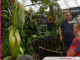 Floraison de l’Arum titan : l'attente s'intensifie au Jardin botanique Jean-Marie Pelt
