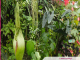 Floraison de l’Arum titan : c'est le jour J au Jardin Botanique Jean-Marie Pelt ! 