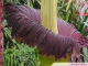 Grand Nancy : un phallus de titan s’apprête à refleurir au jardin botanique Jean-Marie Pelt