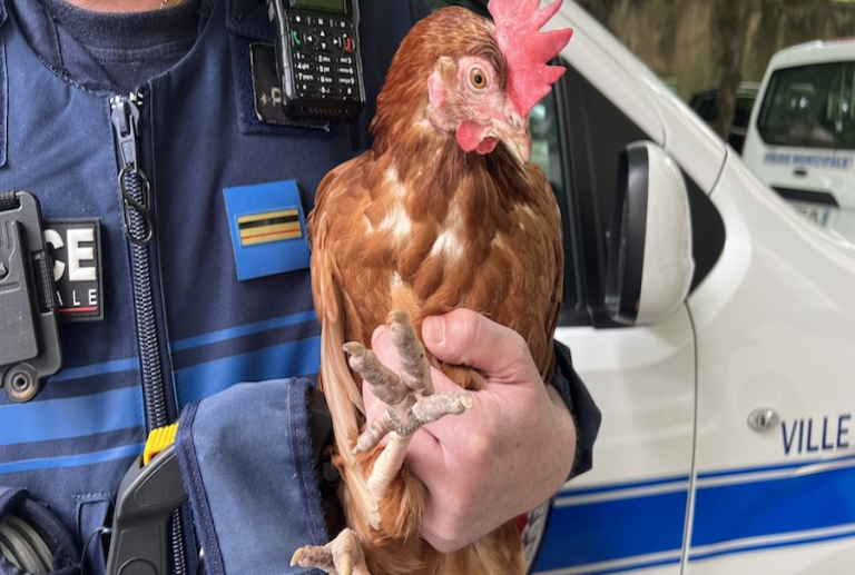 Nancy : la police municipale recueille une poule égarée