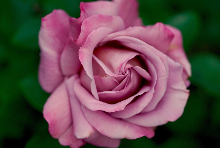 Nancy : des roses offertes pour la fête des mères par des commerçants du centre-ville 