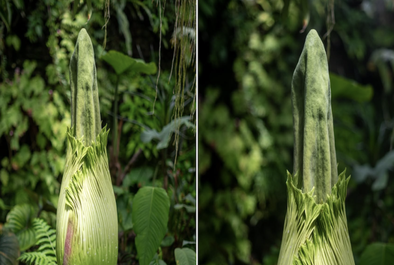 Nancy : floraison imminente de l’Arum titan au Jardin botanique Jean-Marie Pelt
