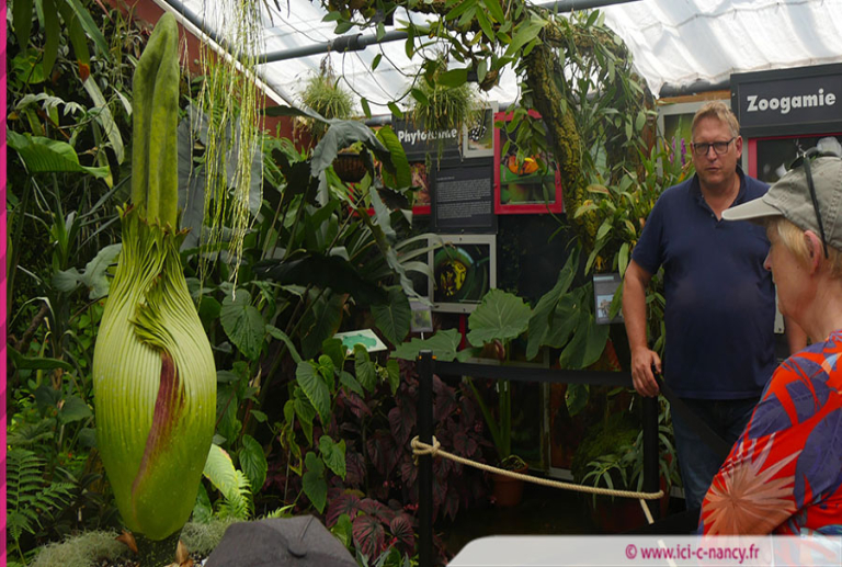 Floraison de l’Arum titan : l'attente s'intensifie au Jardin botanique Jean-Marie Pelt
