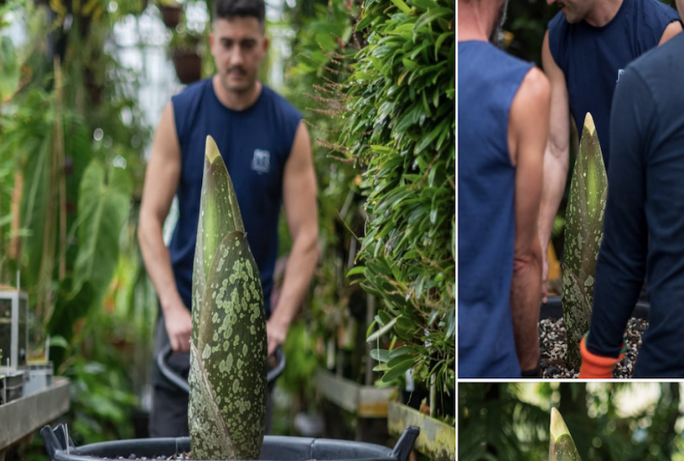 Après Éros, Tintin : au jardin botanique de Villers-lès-Nancy, la floraison imminente d'un 