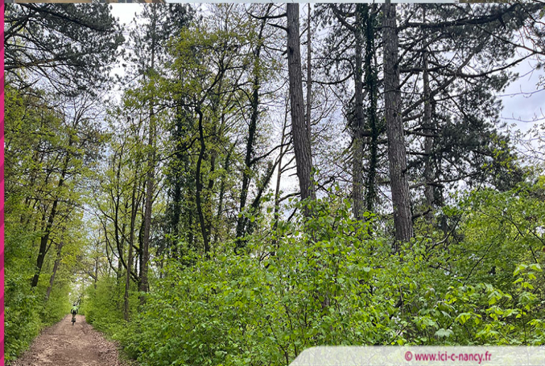 Plateau de Malzéville : début de l’abattage des frênes atteints de chalarose