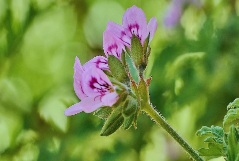 Nancy conserve ses 4 fleurs au concours national des villes fleuries