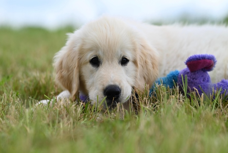 Nancy : un nouvel espace de liberté pour chiens financé par le budget participatif