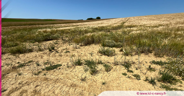 Feux de végétation : le préfet de Meurthe-et-Moselle active le niveau de danger 