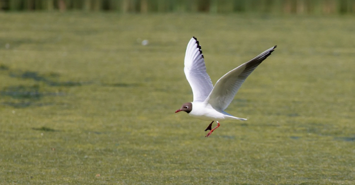 Influenza aviaire : le niveau de risque passe à