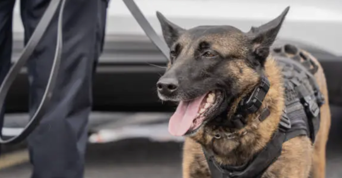 Nancy : la police municipale renforce l’arsenal anti-trafics avec une première équipe cynophile