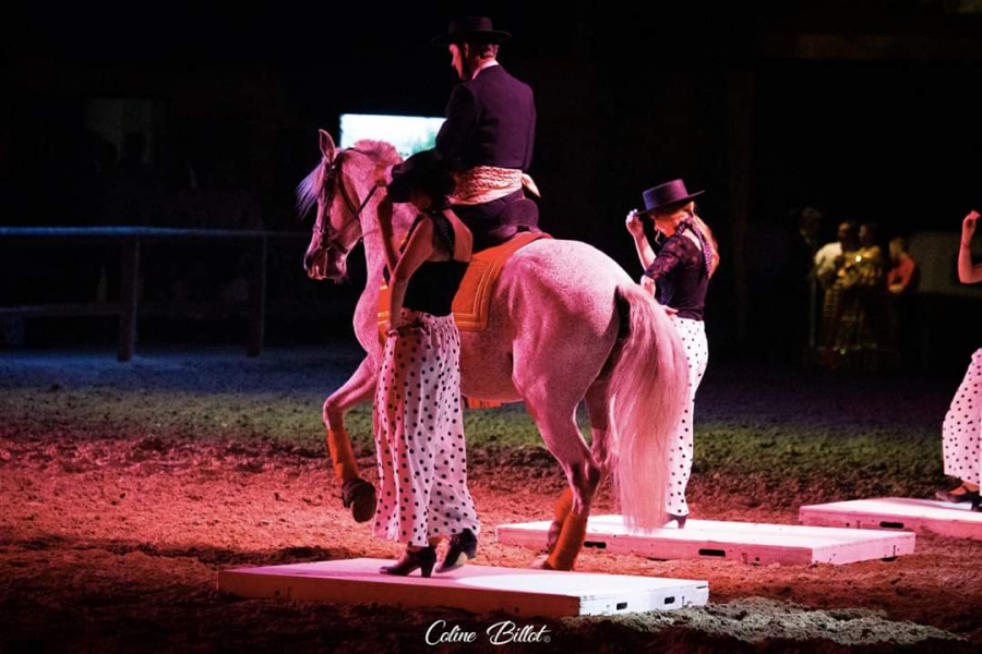 spectacle-equestre