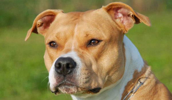 american-staffordshire-terrier