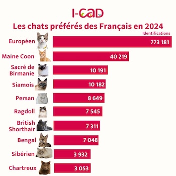 topchat2024