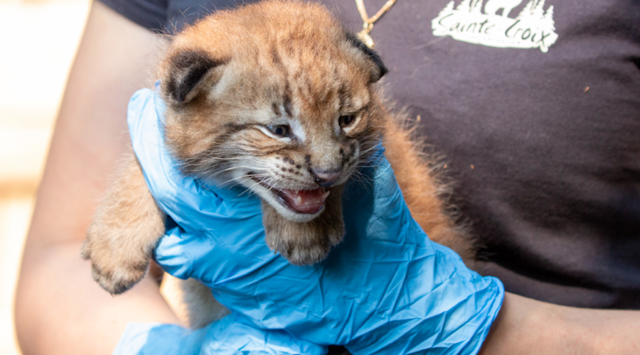 Lynx bebe