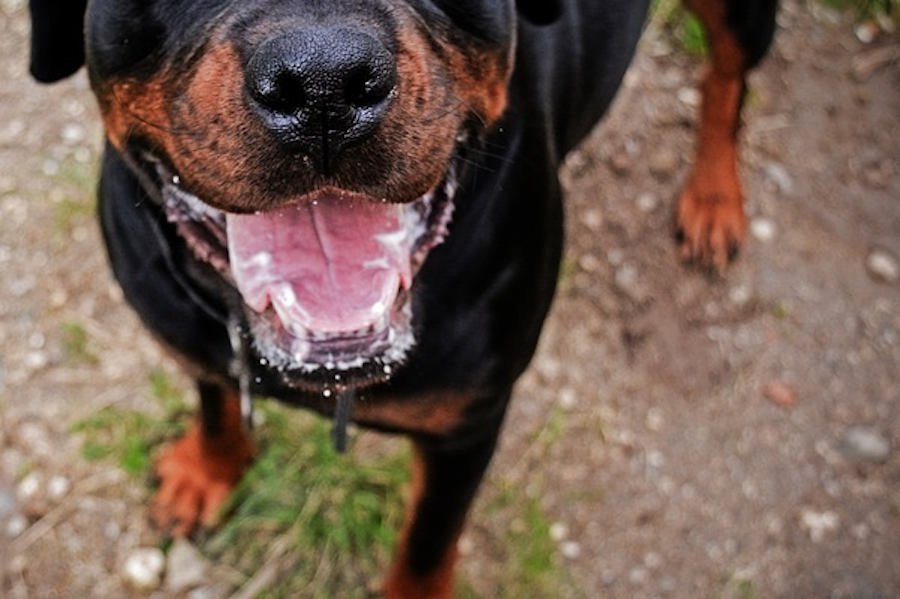 Dentition-Chien