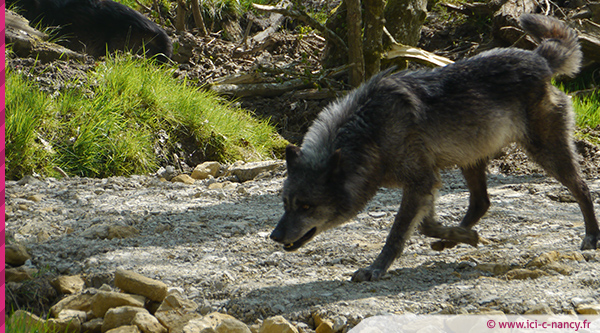 loups.noirs.saintecroix