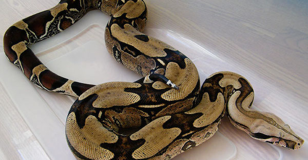 BoaConstrictor