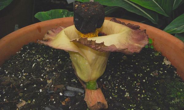 Amorphophallus-Paeoniifolius