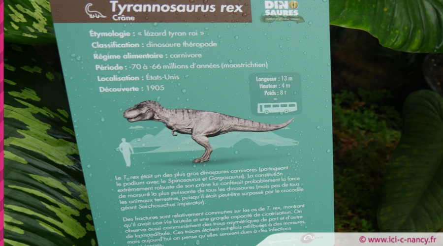 Dino4