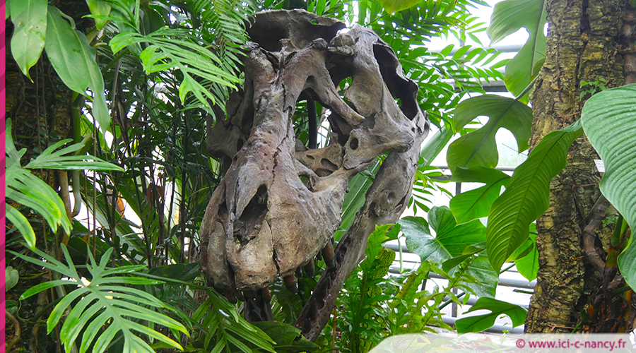 Dino80422 12