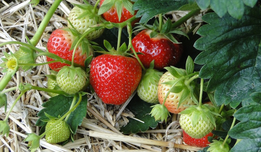 fraises-images