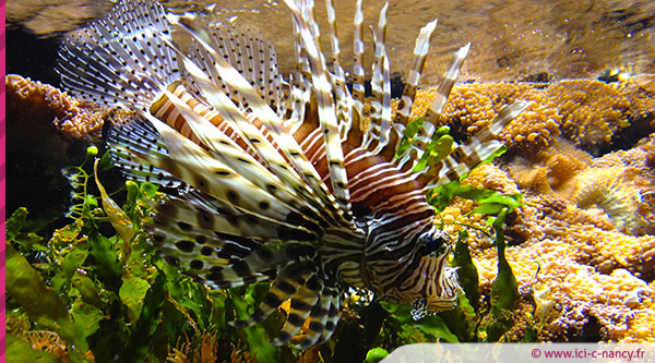 aquarium.nancy