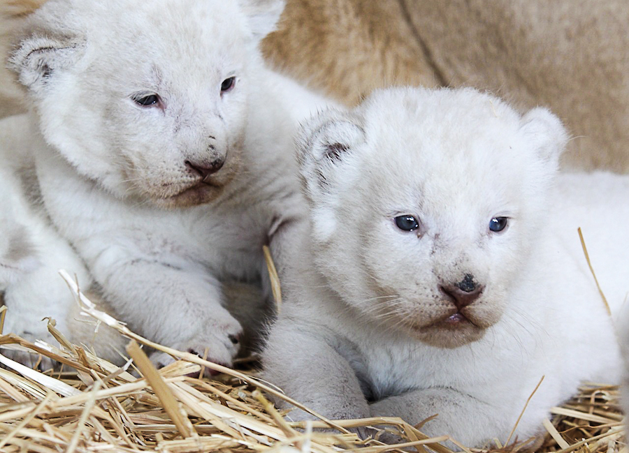 Lionceauxbebes