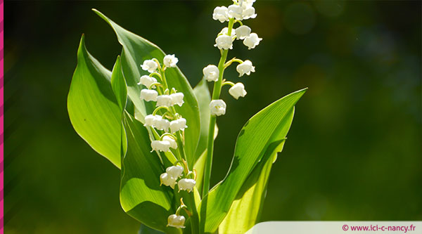 Muguet