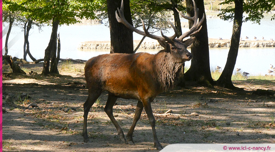 Une nuit avec les ours et les coyotes au parc Sainte Croix