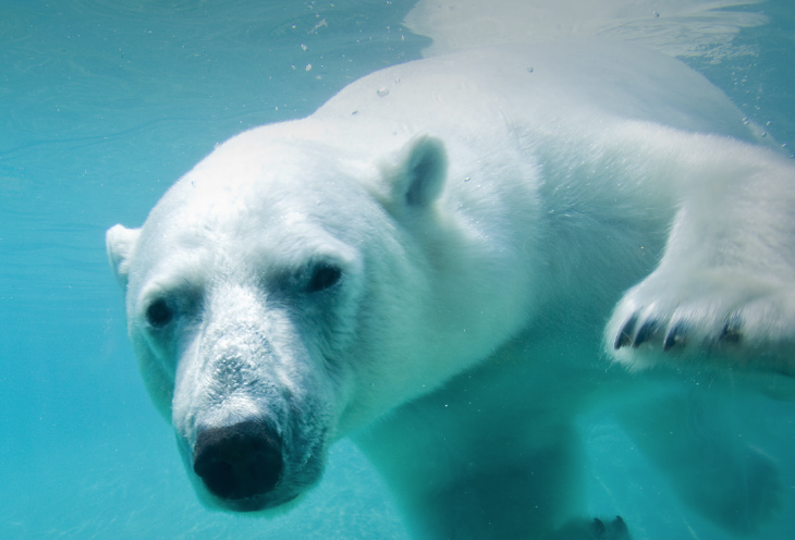 ZooAmneville