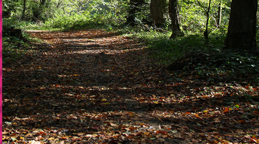 foret.chemin