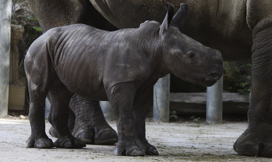 rhinoceros