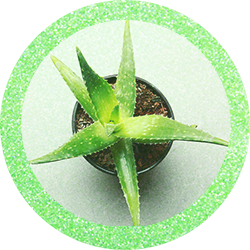 aloe vera plante